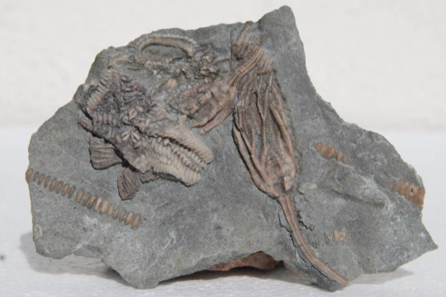 Fossilshop Crinoids