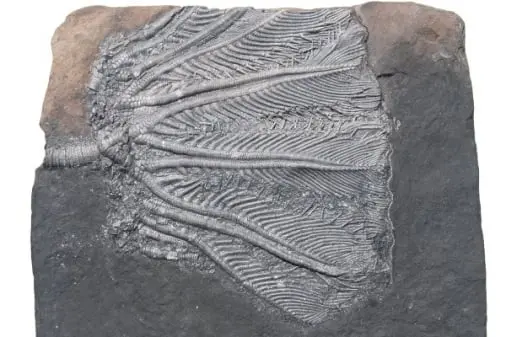 Fossiland_Crinoid_Traumatocrinus