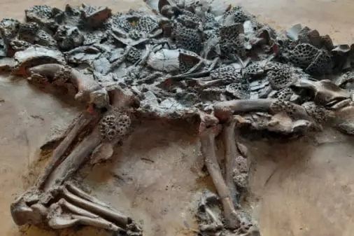 Fossil_Crinoids Fossiland_Messel