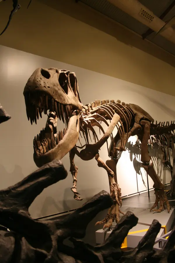 fossilien auktion expertise
