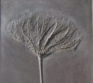 fossilien erstberatung 01 holzmaden seirocrinus