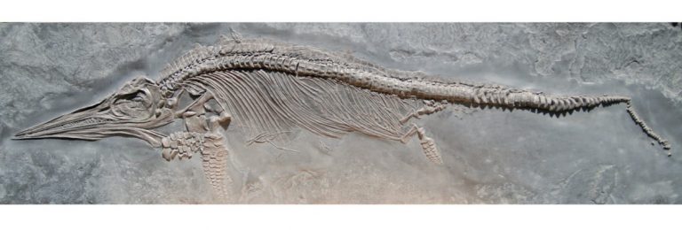 fossilien erstberatung 02 holzmaden ichthyosaurus