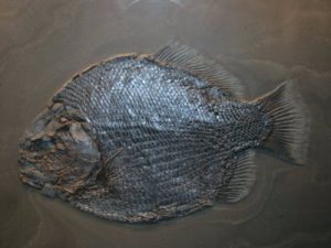 fossilien erstberatung 03 holzmaden dapedium