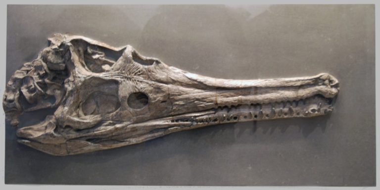 fossilien erstberatung 04 holzmaden steneosaurus