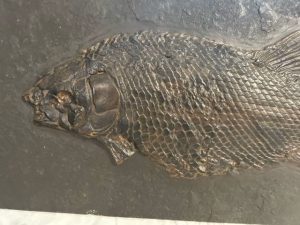 fossilien faelschungen fake