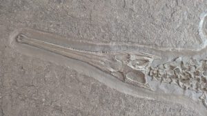 Fake fossils 02