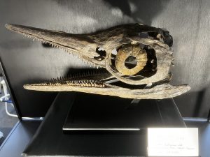 fossilien messe impression 03