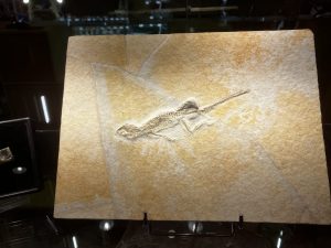 fossilien messe impression 06