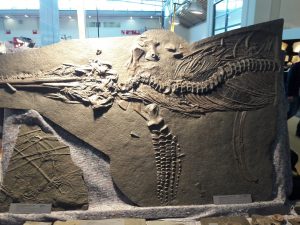 fossilien messe impression 07