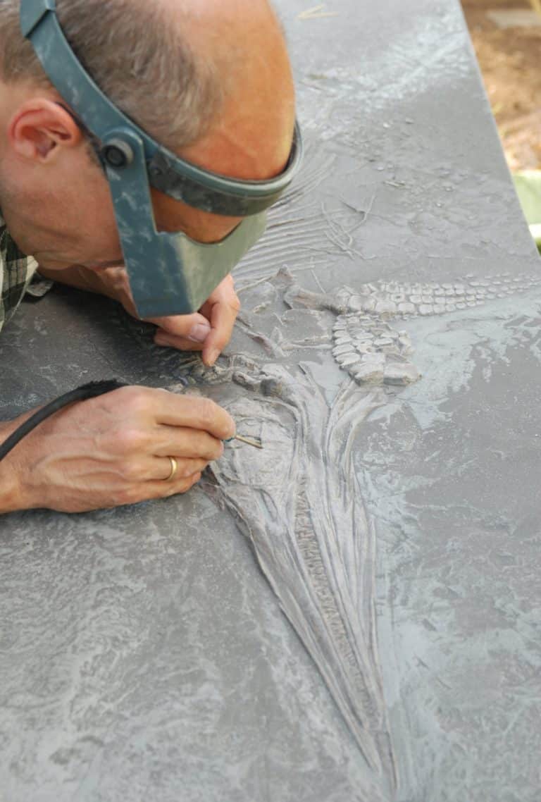 fossilien praeparation methode