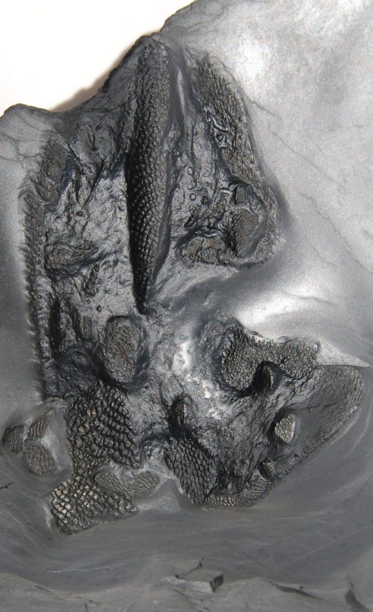 fossilien recht expertise tityosteus rieversi