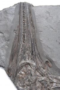 fossilien shop holzmaden