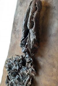 fossilien shop messel