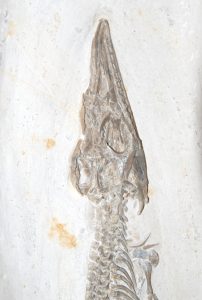 fossilien shop solnhofen