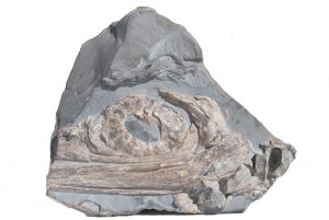 fossilien ankauf sofortkauf result 01 holzmaden ichthyosaurus