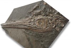 fossilien ankauf sofortkauf result 02 holzmaden ichthyosaurus