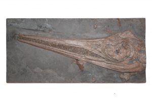 fossilien ankauf sofortkauf result 03 holzmaden ichthyosaurus