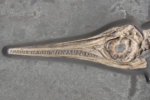 fossilien ankauf sofortkauf result 04 holzmaden ichthyosaurus