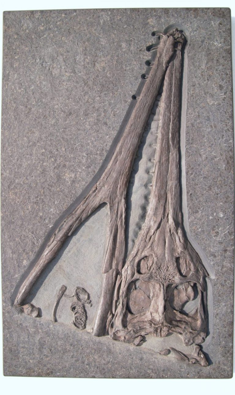 fossilien vermittlung expertise