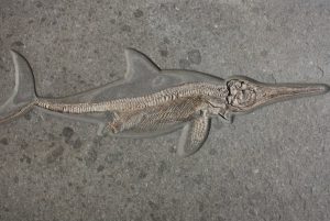 fossilien vermittlung result 01 holzmaden ichthyosaur