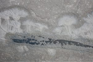 fossilien vermittlung result 02 holzmaden seirocrinus