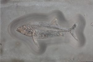 fossilien vermittlung result 03 holzmaden pachycormus