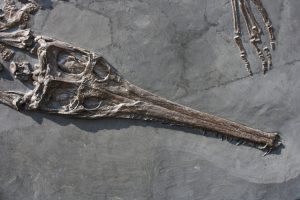 fossilien vermittlung result 04 holzmaden steneosaurus