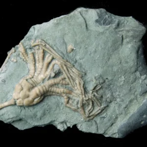 Cupulocrinus-jewetti-Ordovician-Verulam-Fm.-Carden-Quarry-near-Brechin-Ontario
