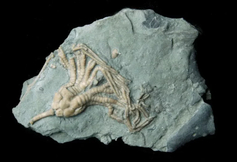 Cupulocrinus-jewetti-Ordovician-Verulam-Fm.-Carden-Quarry-near-Brechin-Ontario