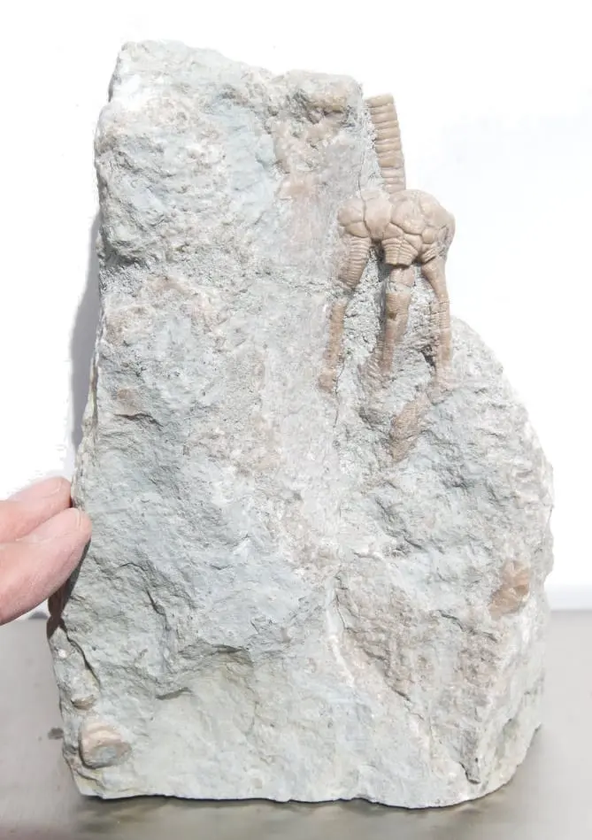 Gotland Crinoid Corynbocrinus – Bild 6