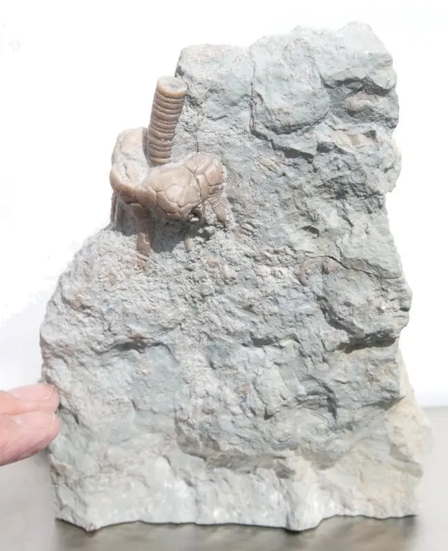 Gotland Crinoid Corynbocrinus – Bild 5