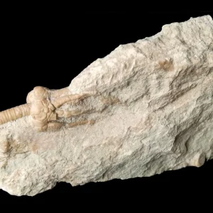 Fossil Gotland Crinoid Corynbocrinus