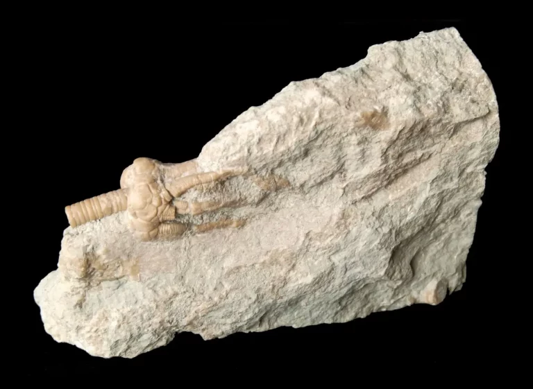 Fossil Gotland Crinoid Corynbocrinus