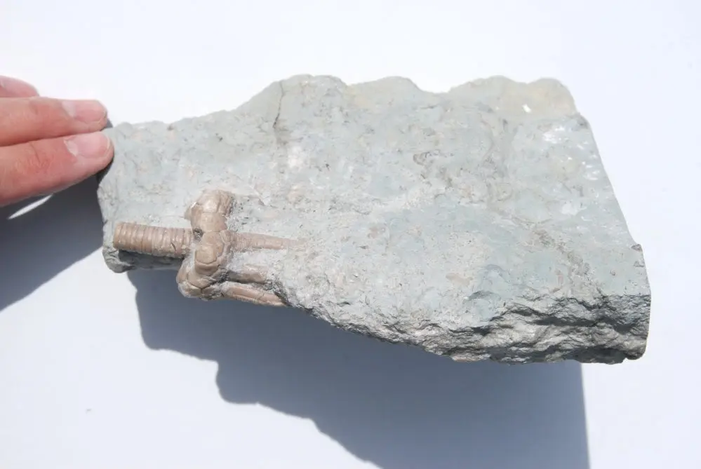 Fossil Gotland Crinoid Corynbocrinus