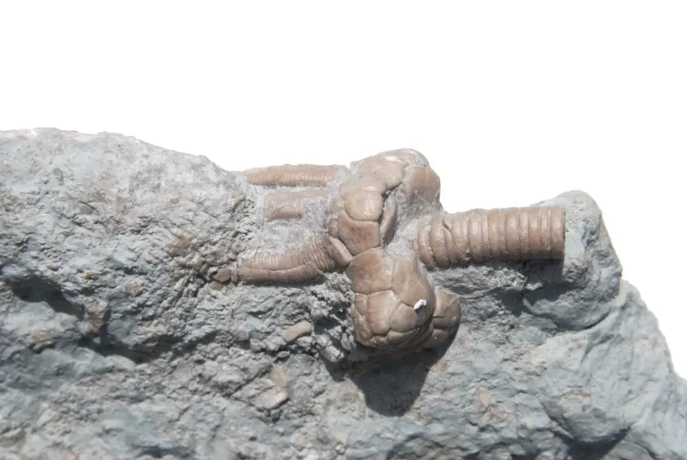 Fossil Gotland Crinoid Corynbocrinus