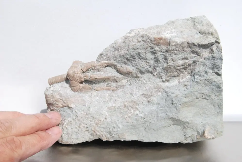 Fossil Gotland Crinoid Corynbocrinus
