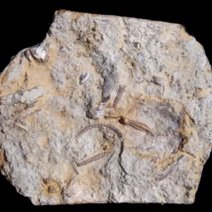 Gotland Crinoid Pisocrinus