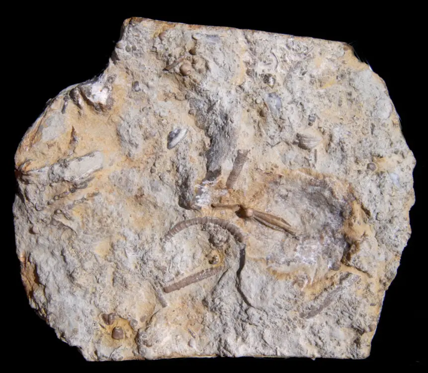 Gotland Crinoid Pisocrinus