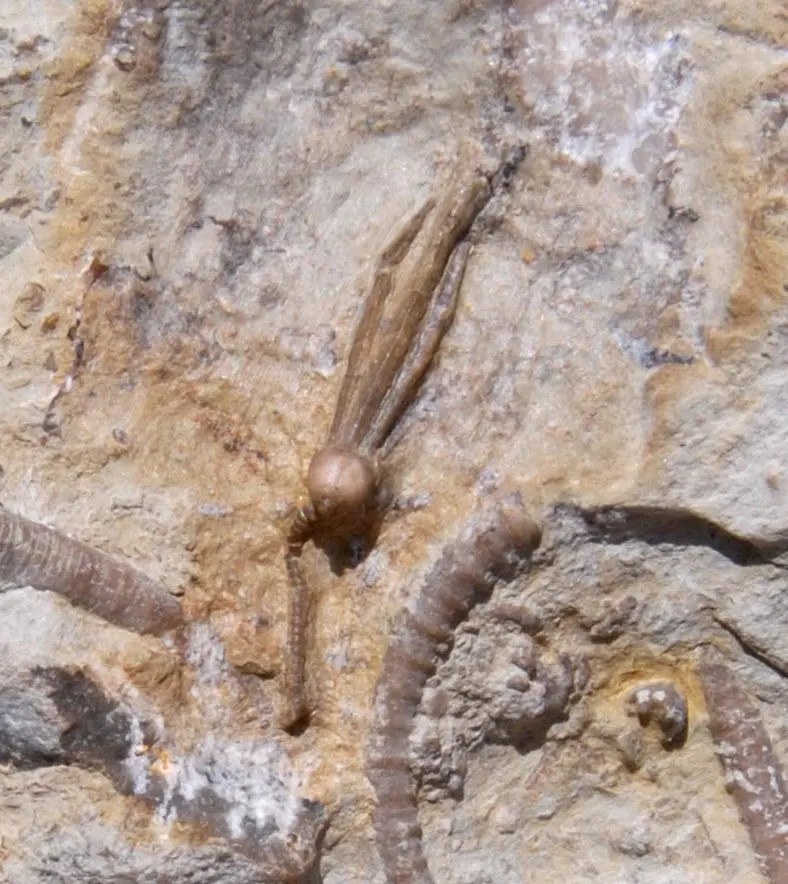 Gotland Crinoid Pisocrinus Zoom