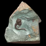 Cystoid schizocystis armata