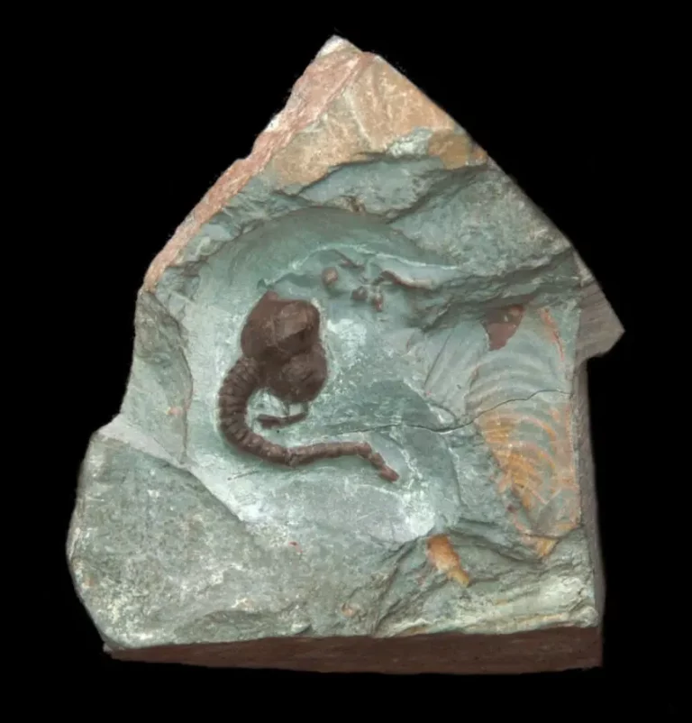 Cystoid schizocystis armata