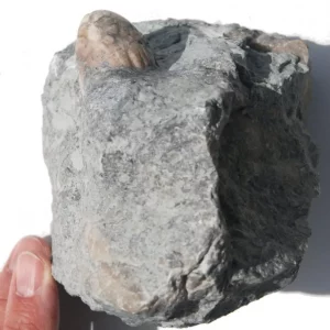 Gotland Crinoid Eucalyptocrinus costatus