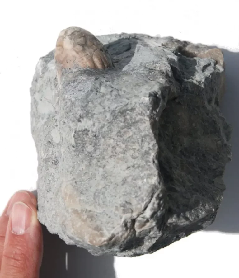 Gotland Crinoid Eucalyptocrinus costatus