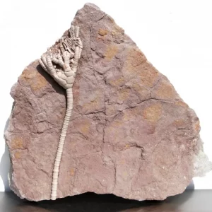 Russian Crinoid Moscovicrinus multiplex