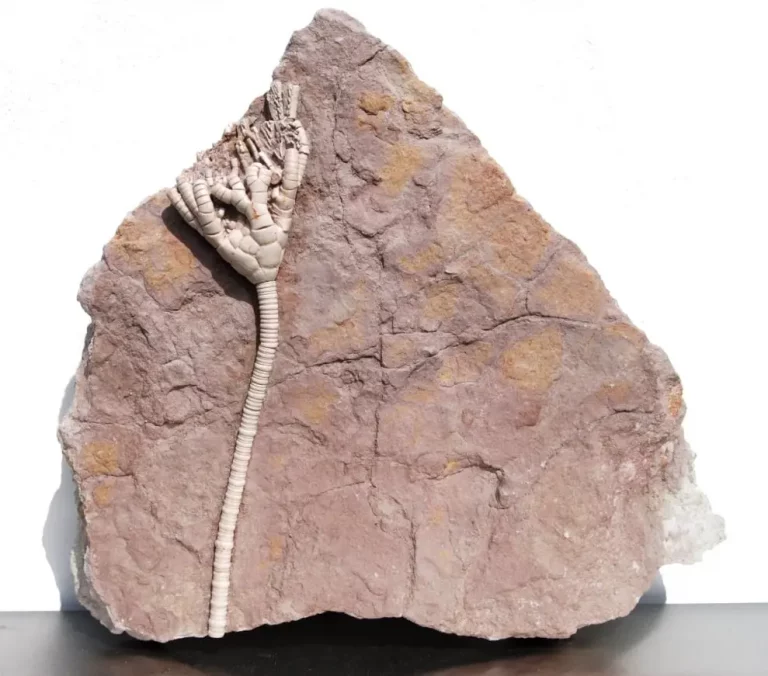 Russian Crinoid Moscovicrinus multiplex