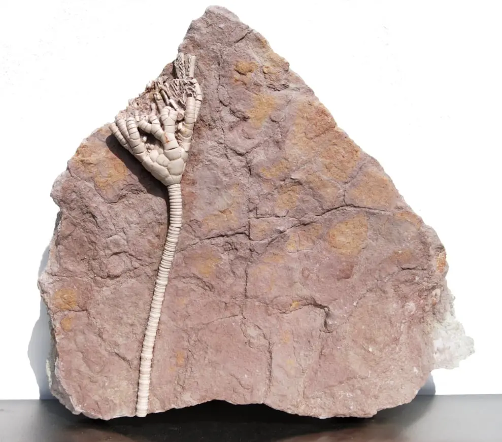 Russian Crinoid Moscovicrinus multiplex