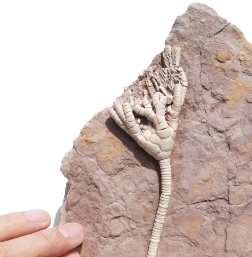 Russian Crinoid Moscovicrinus multiplex Zoom