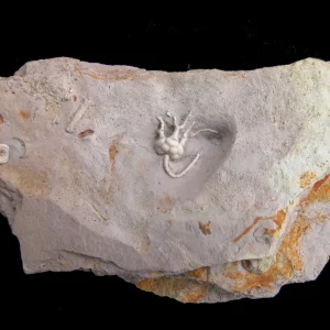 Russian Crinoid Dicromyocrinus ornatus