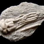 Russian Crinoid Mooreocrinus geminatus