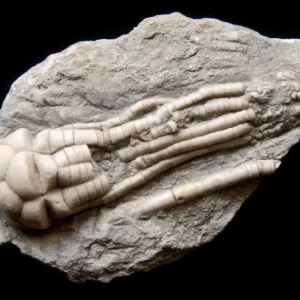 Russian Crinoid Mooreocrinus geminatus